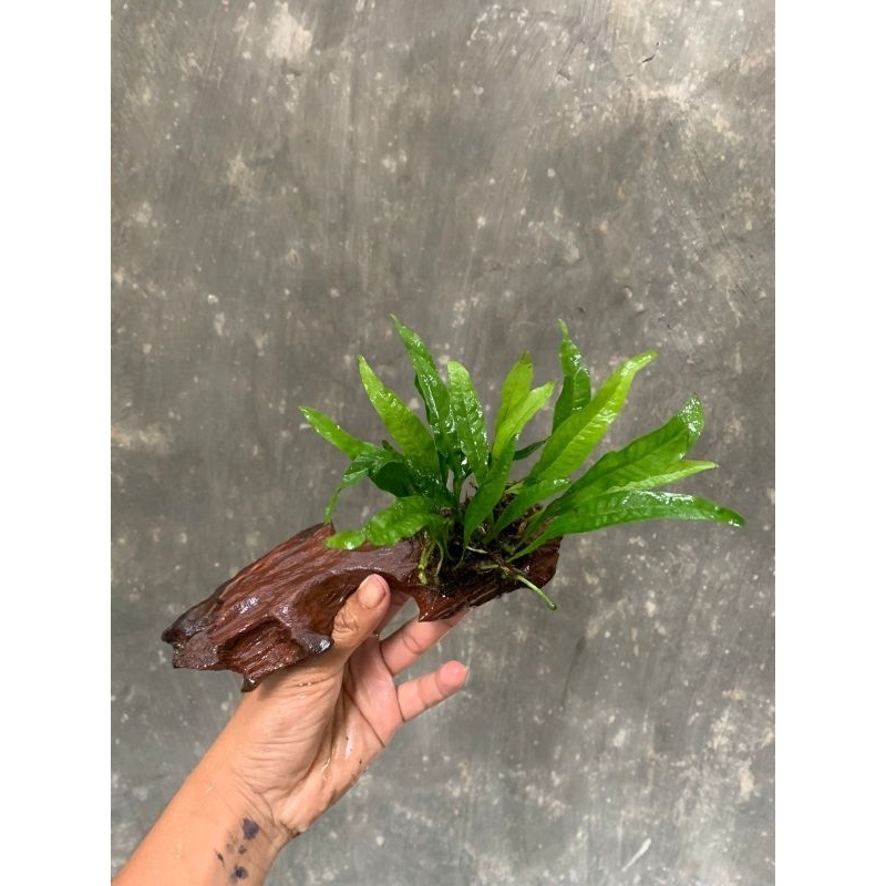 Jual kadaka java fern media rentek hiasan channa | tanaman aquarium ...