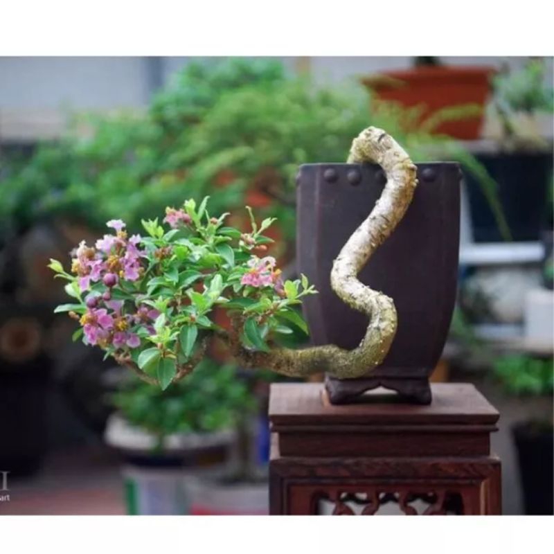 Jual Bonsai Mame Sakura Micro Gaya Cascade Real Pict Shopee Indonesia