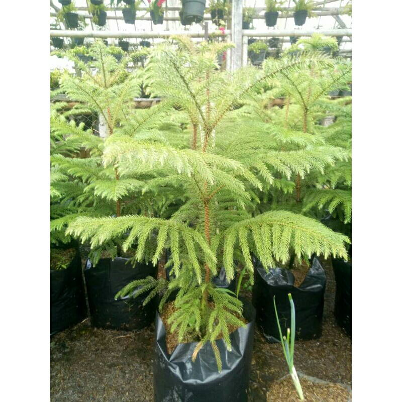 Jual Cemara Norfolk besar - pentris | Shopee Indonesia