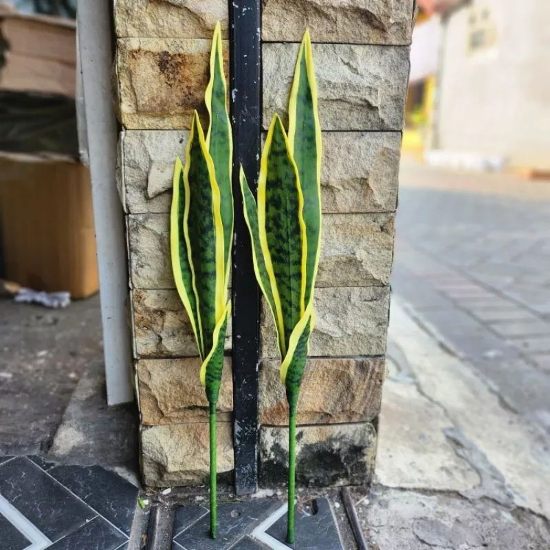 Jual Tanaman Hias Lidah Mertua Latex X4 / Tanaman Sansevieria ...