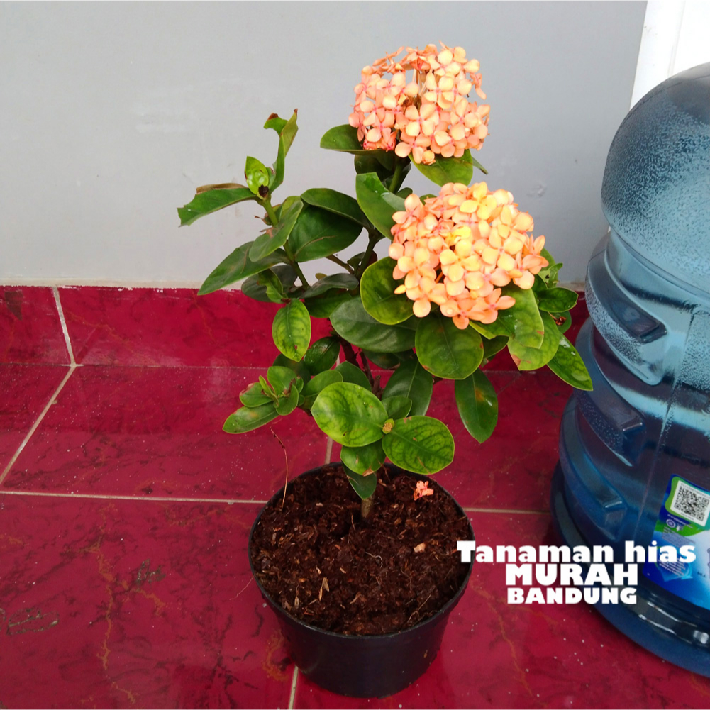 Jual Tanaman hias asoka bunga kuning besar - ixora prince of yellow ...