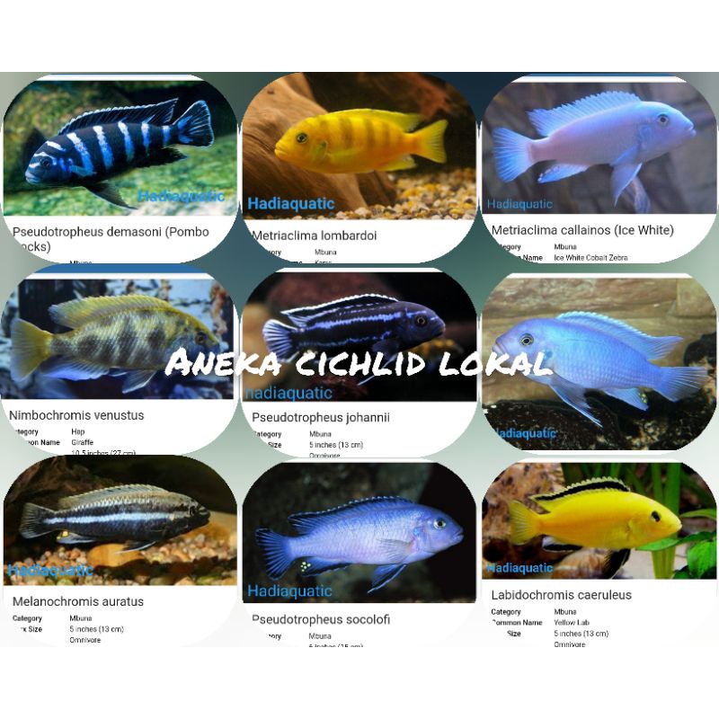 Jual Ikan Hias Cichlid Lokal Local Cichlid Shopee Indonesia