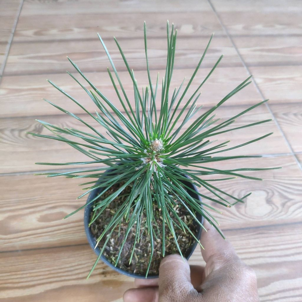 Jual Pohon Japanese Black Pine / Pohon Japanese Black Pine / Pinus ...