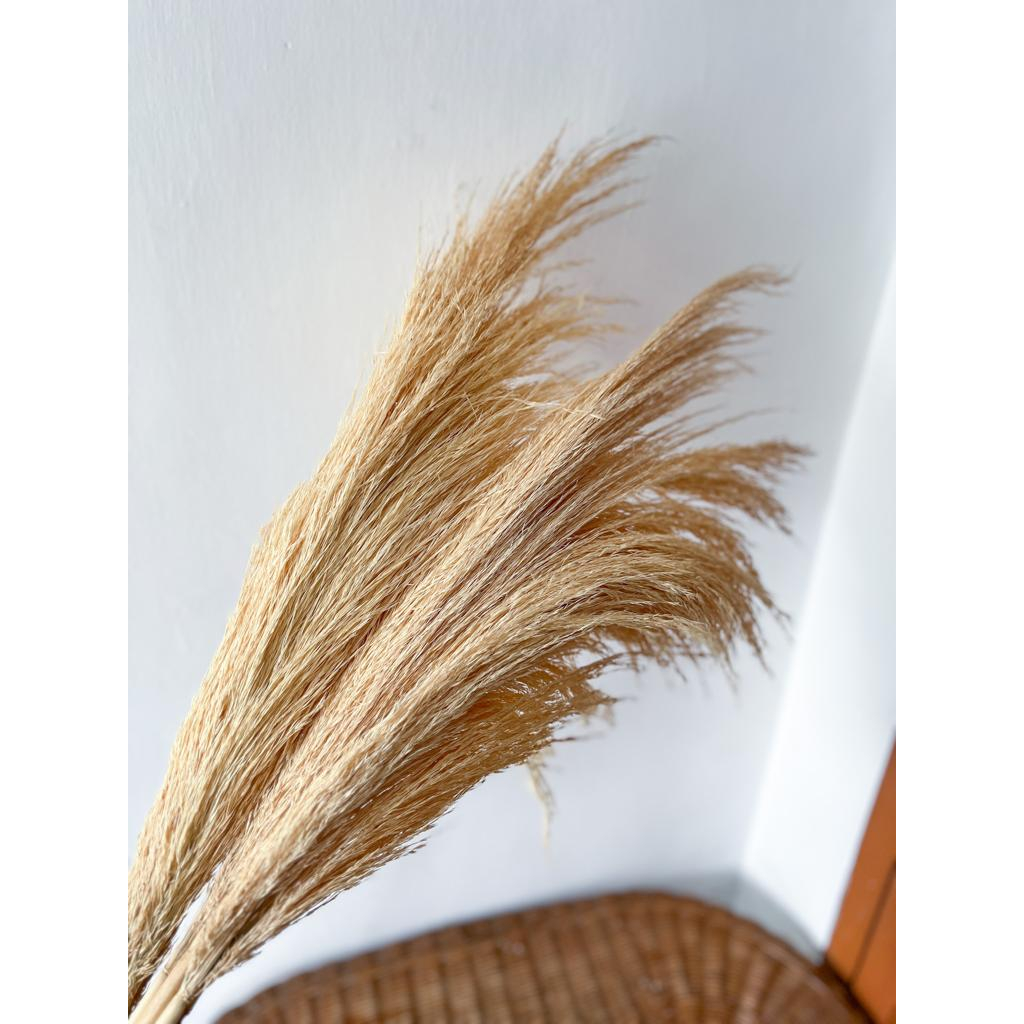 Jual Pampas Putih Bleaching / Pampas Kering Natural Coklat / Pampas