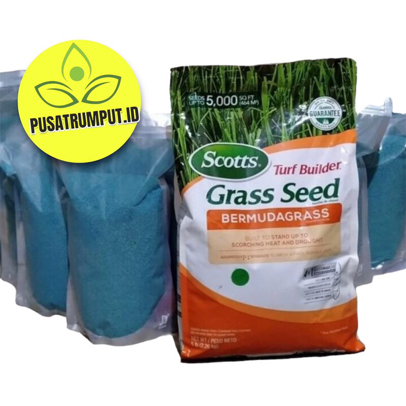 Jual Benih rumput bermuda grass 1kg / biji rumput scotts grass seed ...