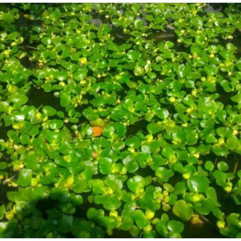 Jual Enceng Gondok tanaman apung | Shopee Indonesia