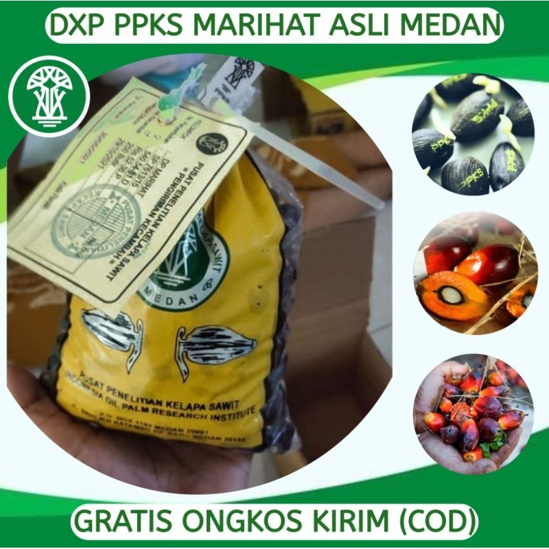 Jual Bibit Kecambah Sawit Unggul PPKS MAREHAT Varietas Marehat Marihat ...