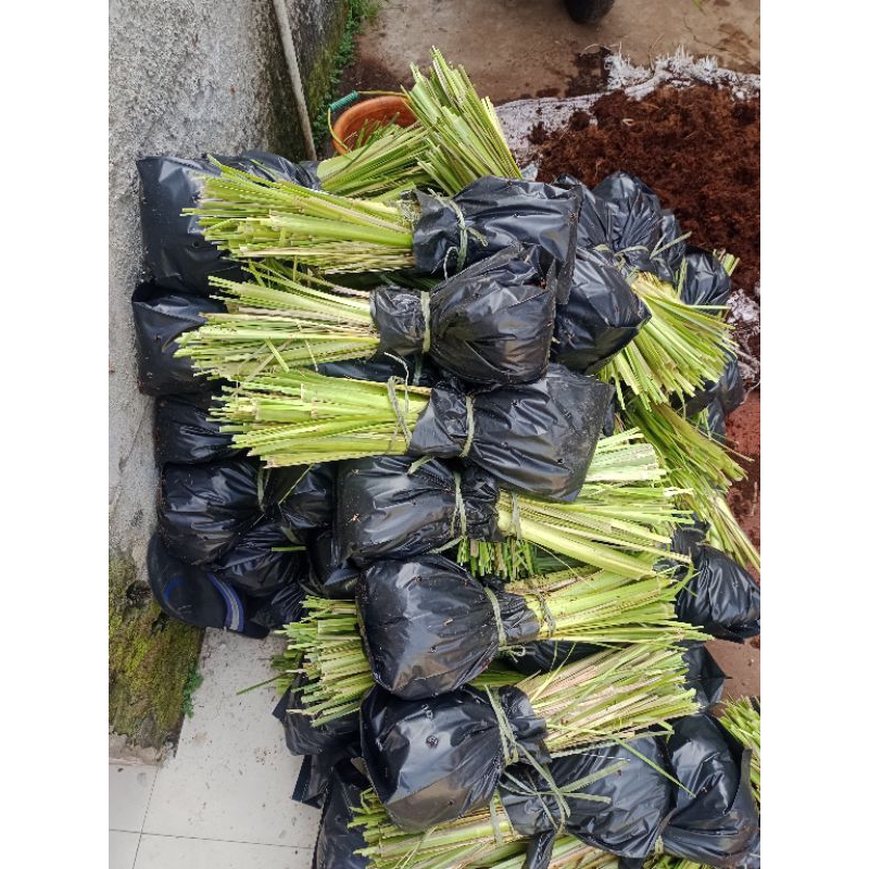 Jual Paket 20 Ribu Rumput Vetiver Akar Wangi Bibit Rumput Vetiver ...