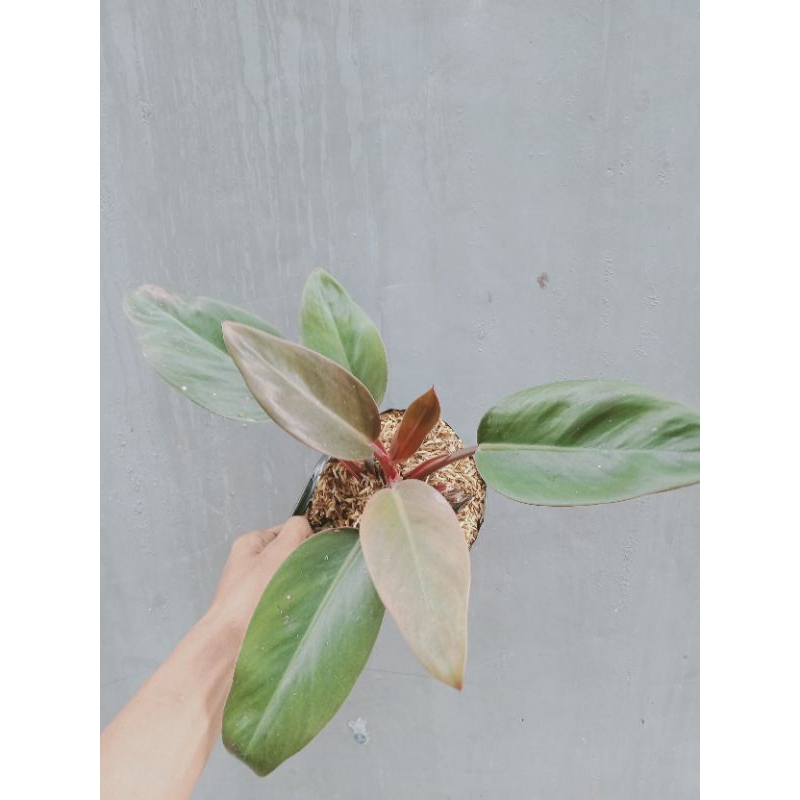 Jual Tanaman philodendron red congo atau philo rojo congo | Shopee ...