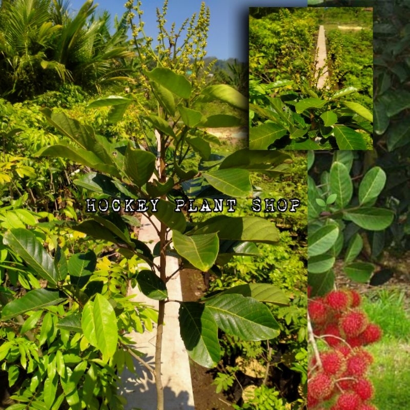 Jual Bibit Rambutan Rapiah Dan Binjai Kondisi Berbunga Siap berbuah ...