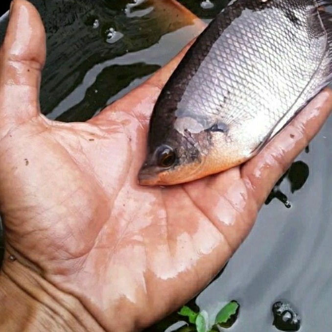 Jual Bibit Ikan Gurame Soang Ukuran Jari Shopee Indonesia