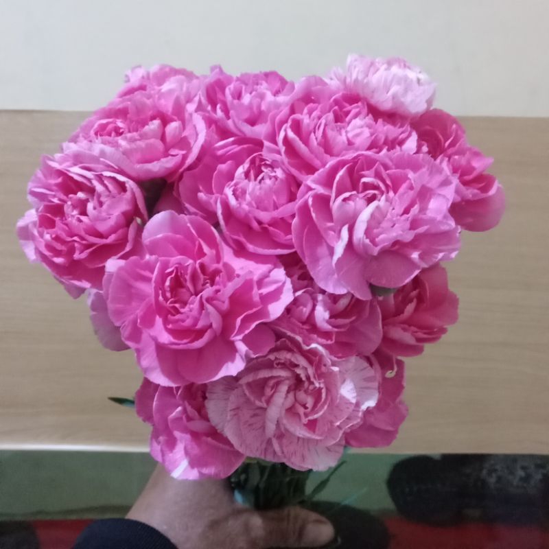 Jual BUNGA CARNATION POTONG ASLI ISI 10 TANGKAI FRESH | Shopee Indonesia