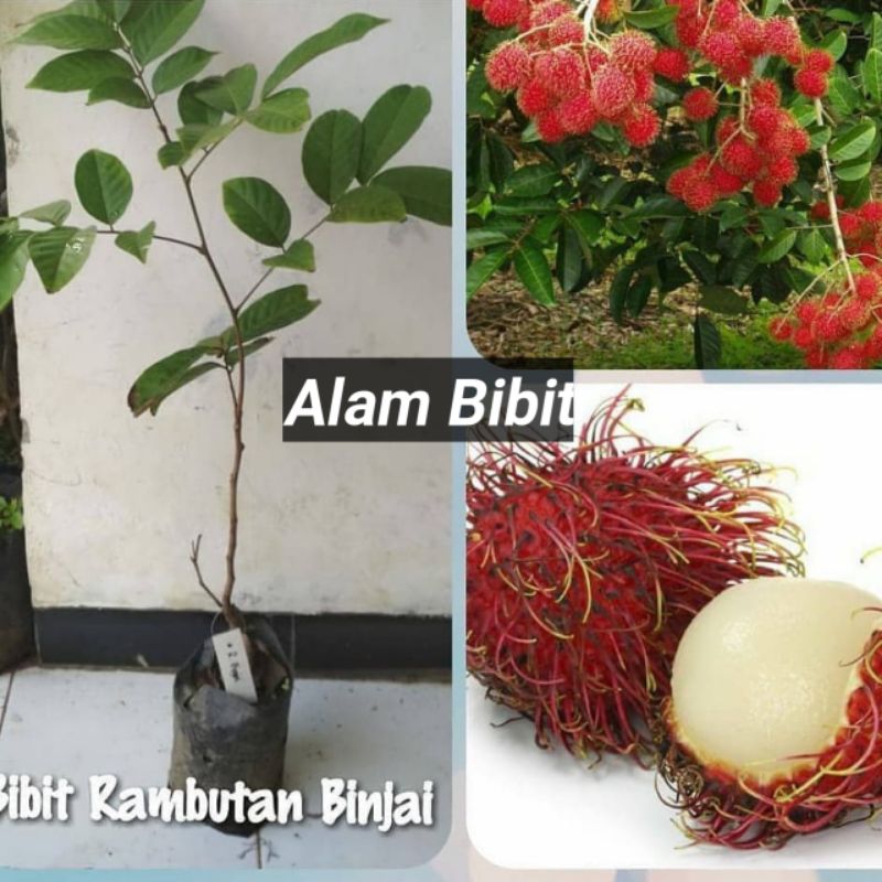 Jual BIBIT RAMBUTAN BINJAI CEPAT BERBUAH(BISA DI TARUH POT) | Shopee ...