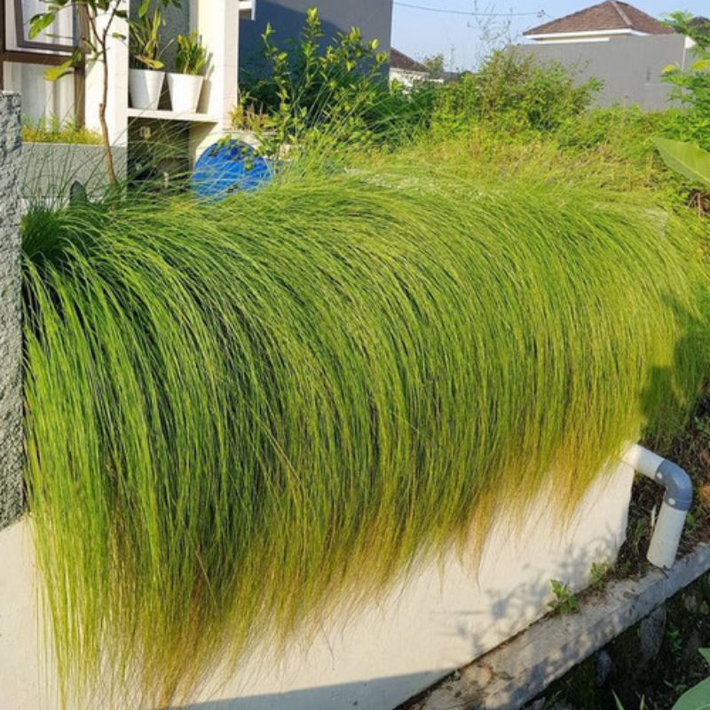 Jual bibit tanaman alang alang/ ekor kuda | Shopee Indonesia