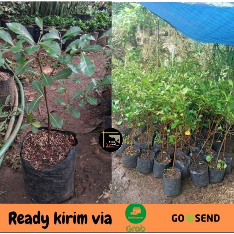 Jual Ketapang Kencana - Ketapang Kencana Rimbun | Shopee Indonesia