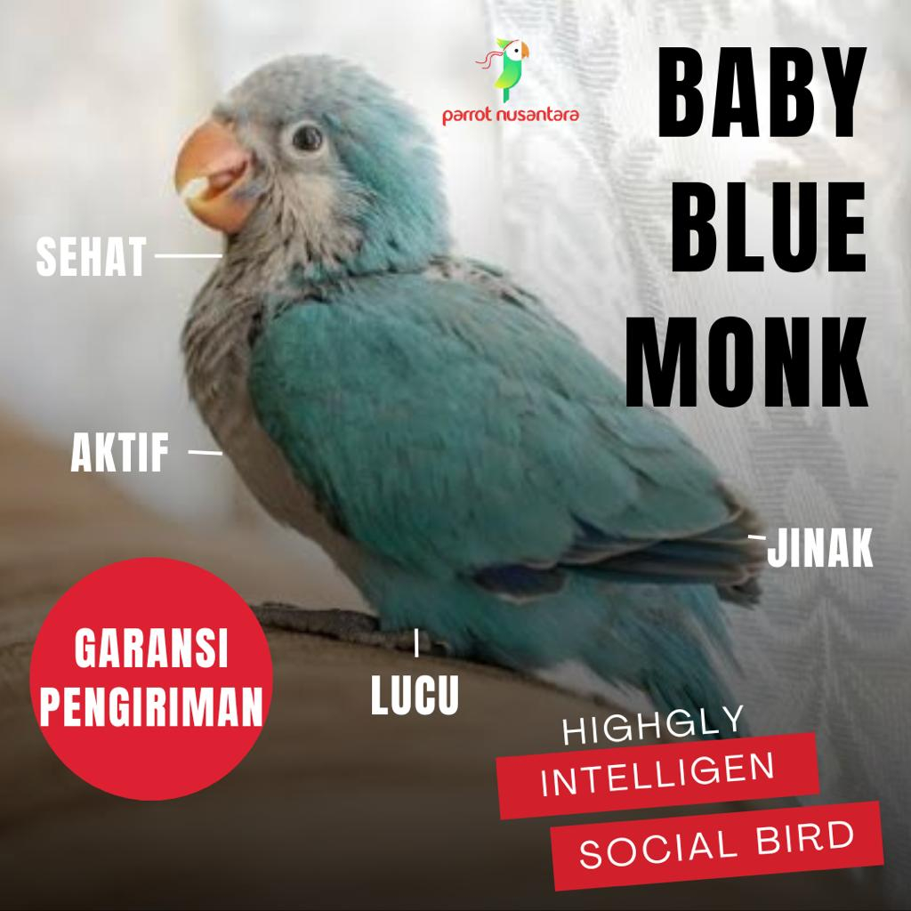Jual BURUNG PARROT BABY BLUE MONK PARAKEET JINAK ANAKAN LOLOHAN