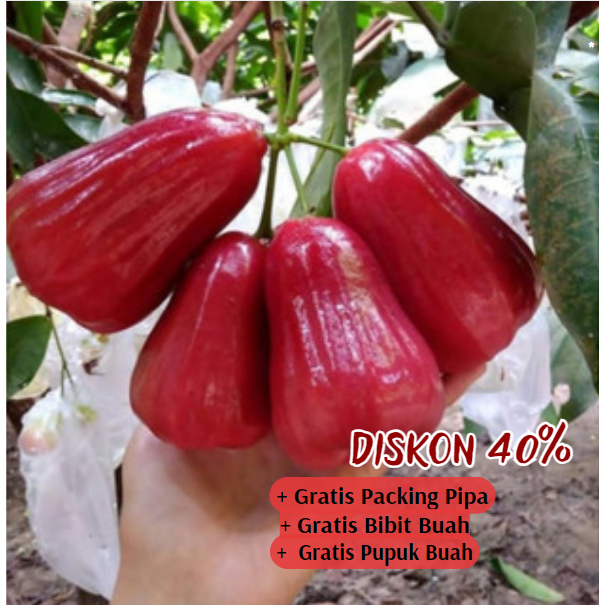 Bibit Jambu Air Citra Super Unggulan | Cepat Berbuah
