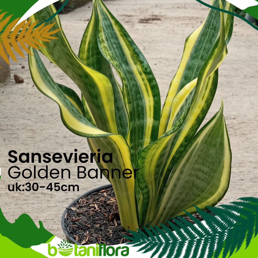 Jual Tanaman Hias Sansevieria Golden Banner - Tanaman Hias Lidah Mertua ...