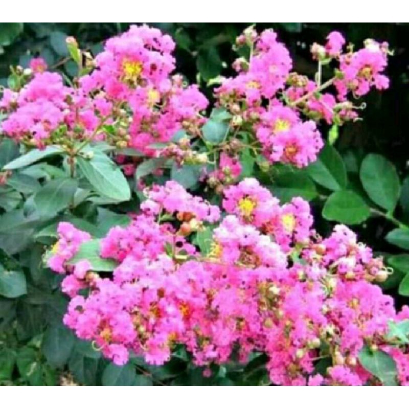 Jual Sakura micro bahan bonsai | Shopee Indonesia