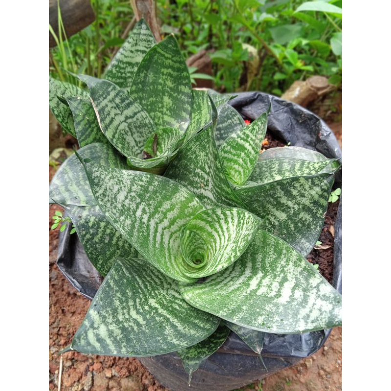 Jual Tanaman hias lidah mertua mini ( sansevieria) | Shopee Indonesia