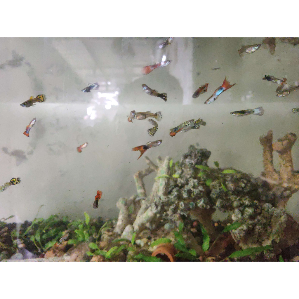 Jual ikan guppy / gupy / gapi cendolan remaja (Bandung) | Shopee Indonesia