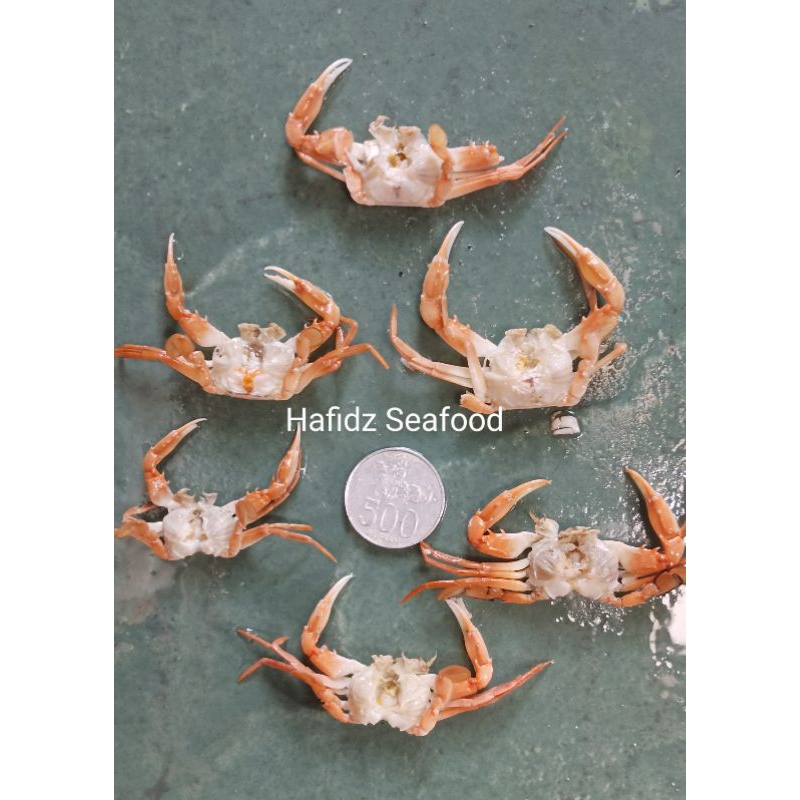 Jual Baby Crab Capit Dan Tanpa Capit Shopee Indonesia