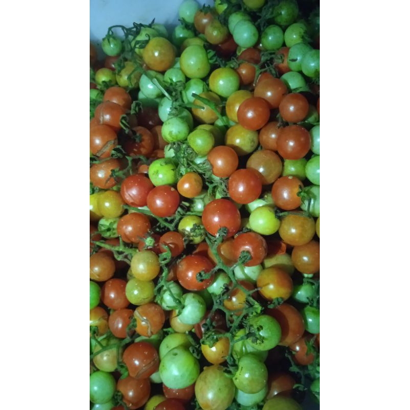 Jual RAMPAI LAMPUNG 500 GRAM | Shopee Indonesia