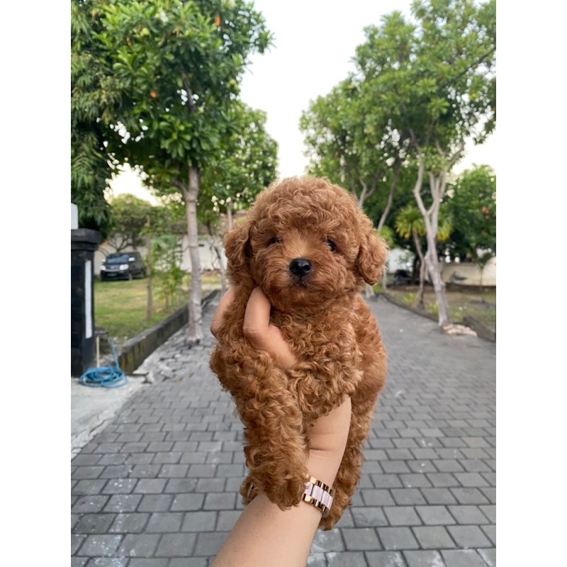 Cheap super red toy poodle New Arrivals