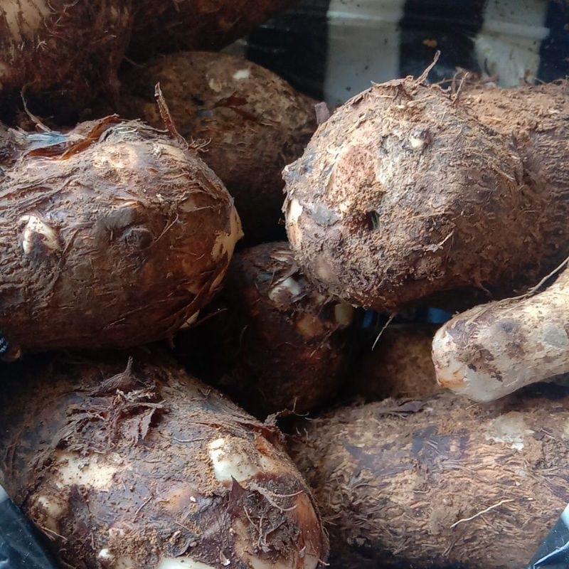 Jual BotheMbothe mentahTalas1kgFresh dari kebun Shopee Indonesia