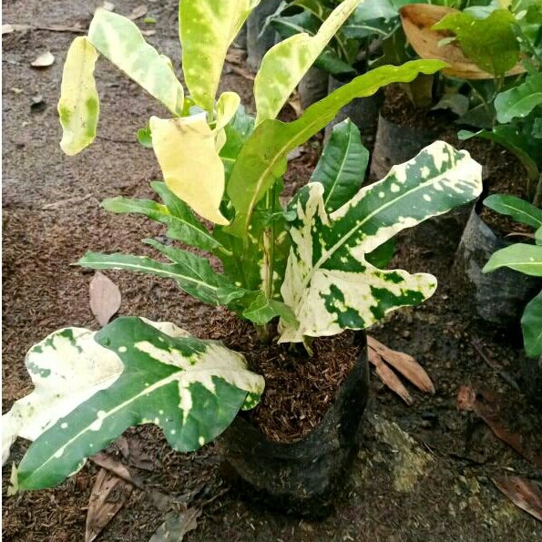 Jual Tanaman hias Puring | Shopee Indonesia