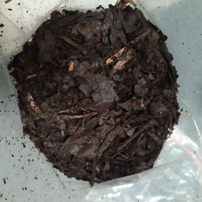 Jual Media Tanam Andam Mahoni / Humus Daun / Humus Hutan / Media Tanam ...