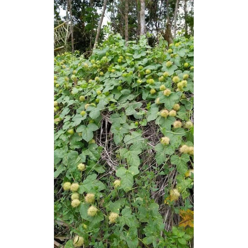 Jual Daun Rambusa Atau Cermot Kelubut 1 kg | Shopee Indonesia