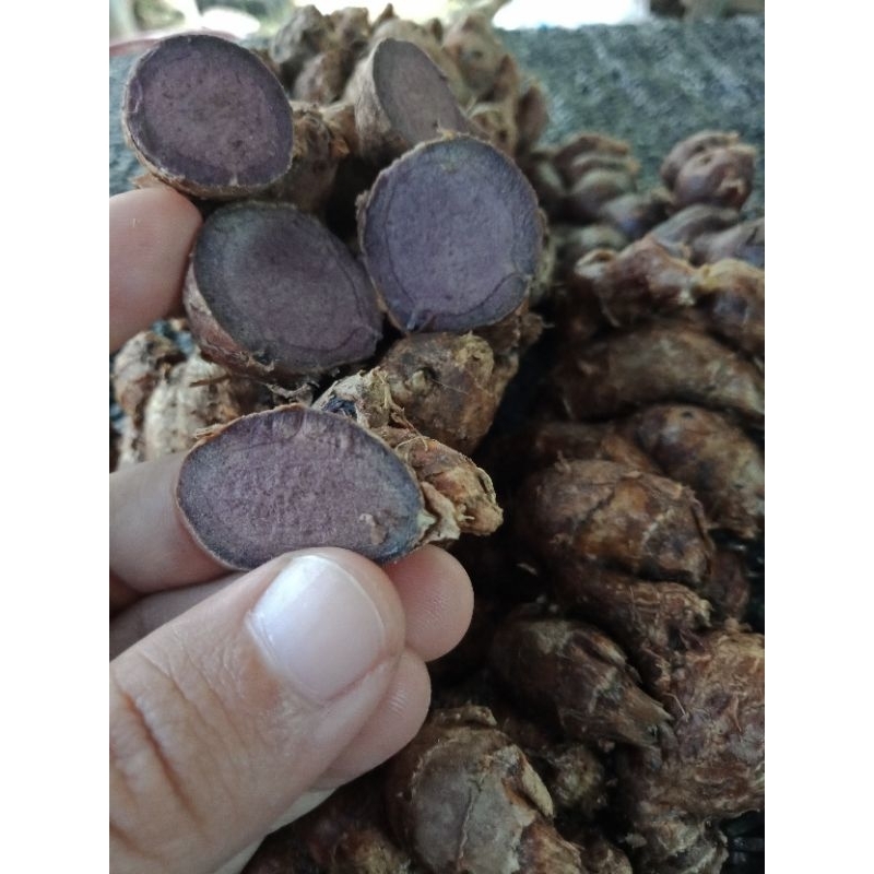 Jual kunyit hitam (asli 100%) | Shopee Indonesia