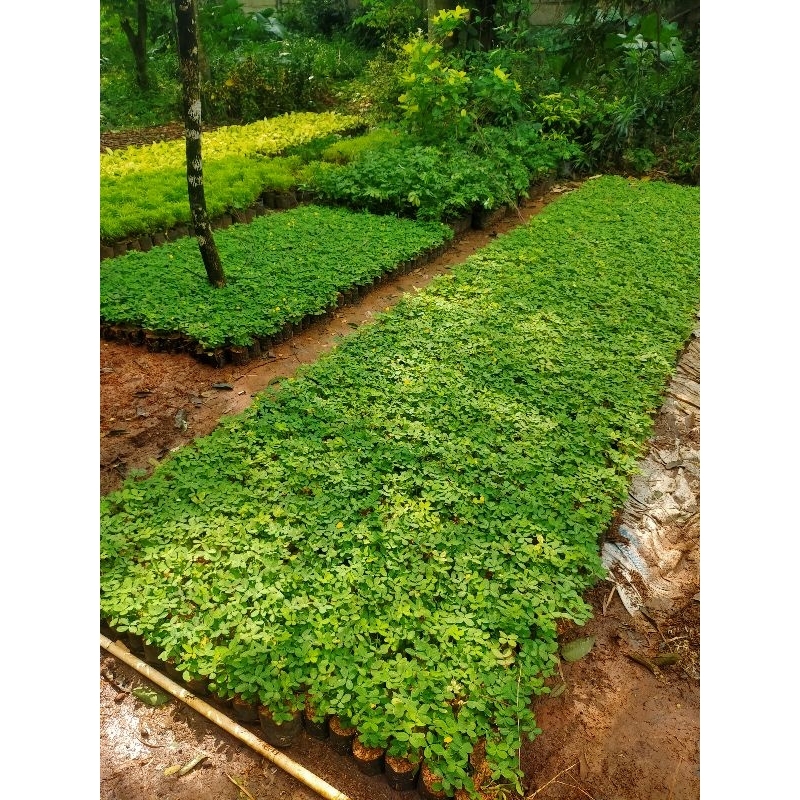 Jual pohon kacang kacangan - tanaman hias pohon kacang - kacang landep ...