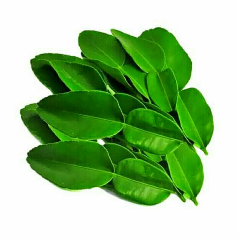 Jual DAUN JERUK PURUT | Shopee Indonesia