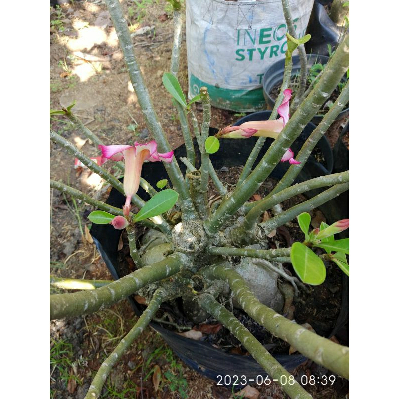 Jual bunga adenium kamboja bonggol dan akar jumbo dan cabang banyak ...