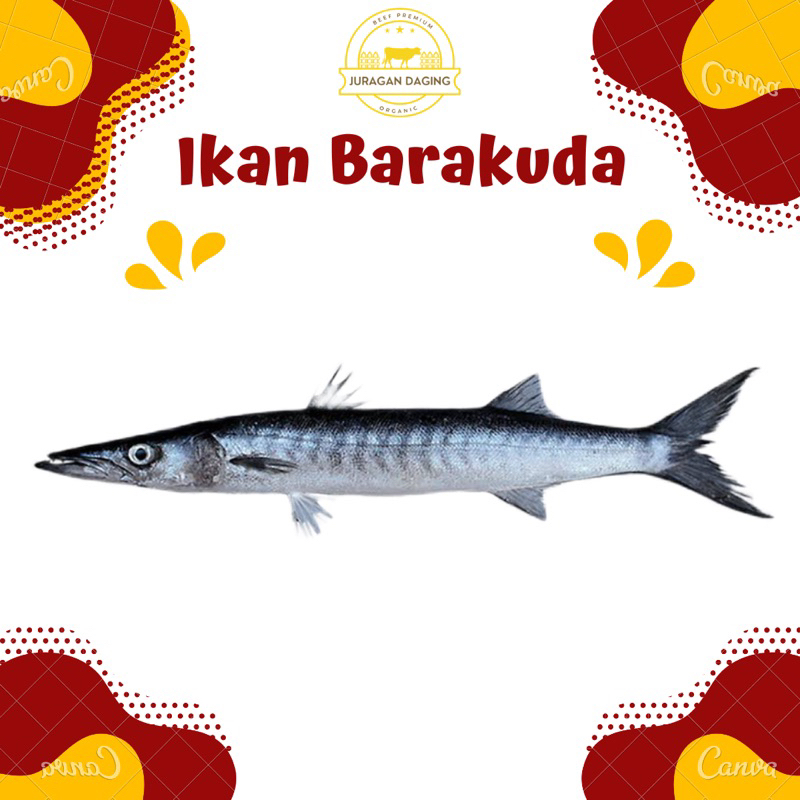 Jual Ikan Barakuda Ikan Alu Alu Kg Shopee Indonesia