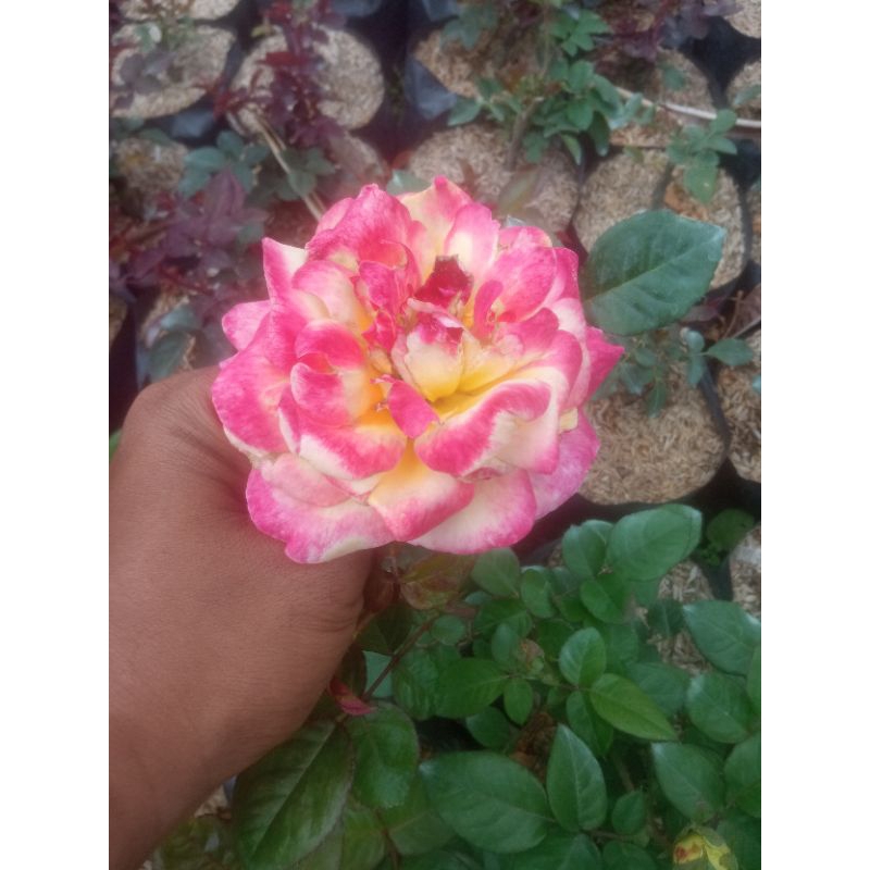 Jual mawar harga 55,50, 60,80,75, 70,135,150,35, 110, 100,40 dan ...