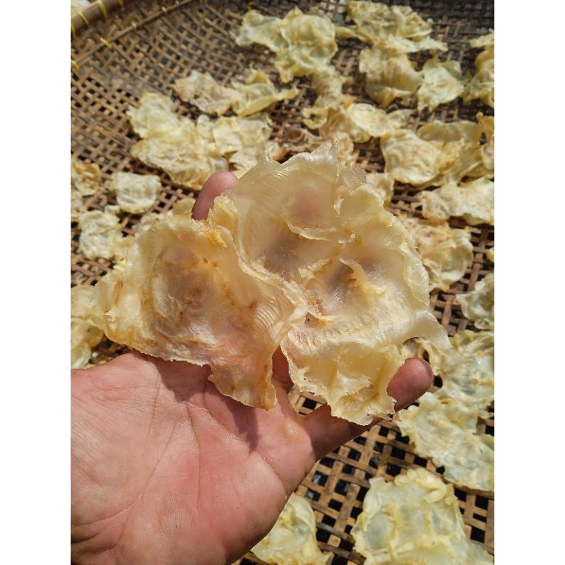 Jual Gelembung Katak Ikan Manyung Mentah Bahan Kerupuk Ikan manyung ...