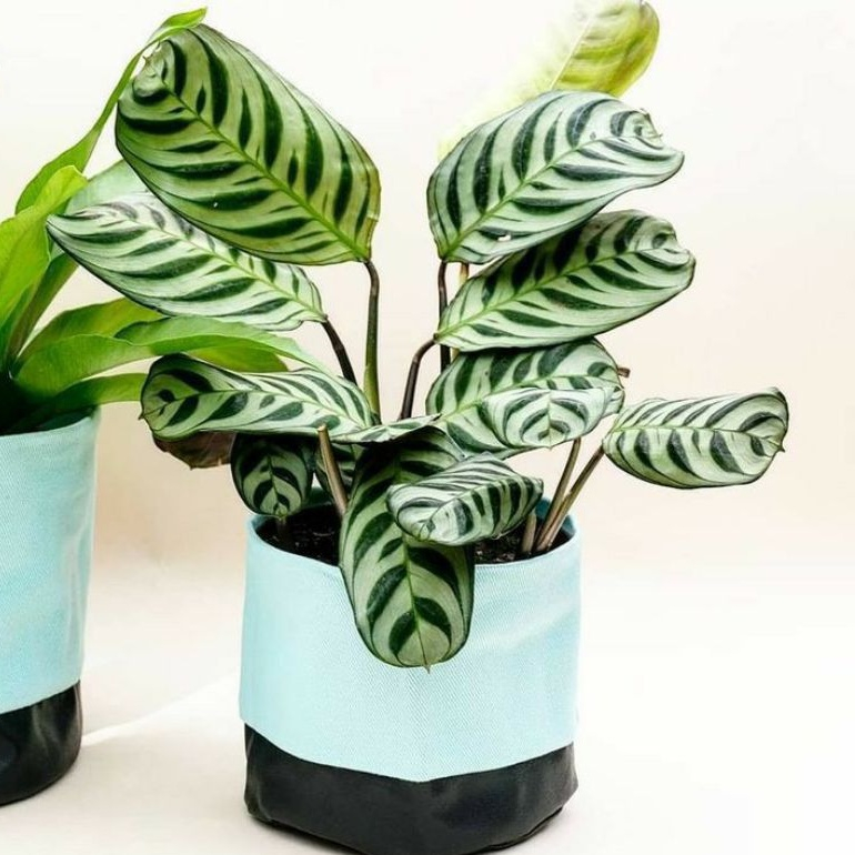 Tanaman Hias Calathea Sepat | Daun Motif Cantik | Tanaman Indoor & Outdoor