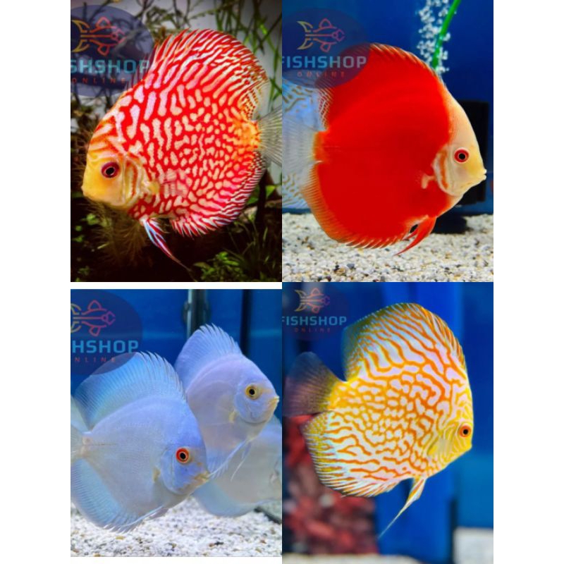 Jual Discus Ukuran 2 inch 4 pilihan jenis Discus | Shopee Indonesia