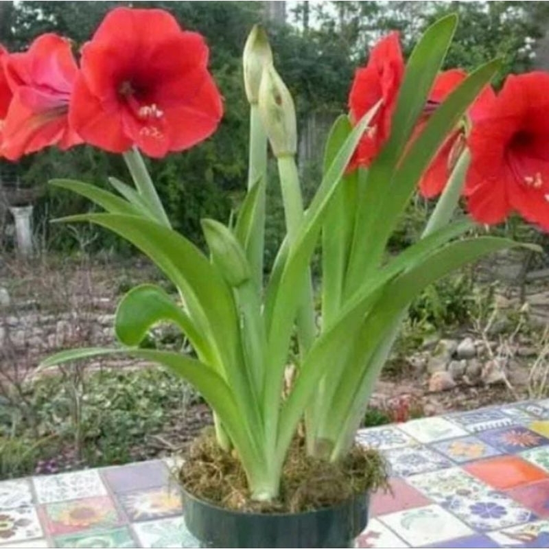 Jual Tanaman Hias Amarilis Bunga Merah / red lion tanaman bunga ...
