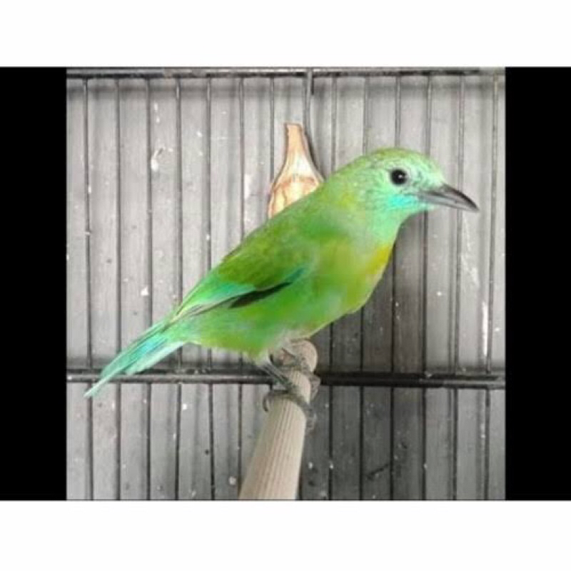 Jual Burung Cak Ranting Betina | Shopee Indonesia