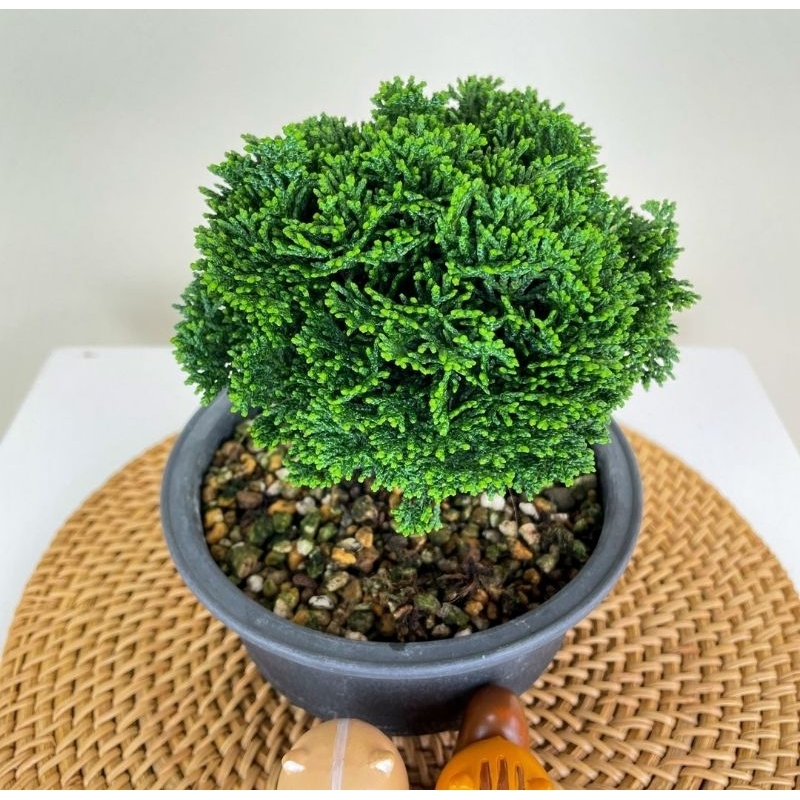 Jual Bonsai Cemara Hinoki Japan - Original besar indukan | Shopee Indonesia