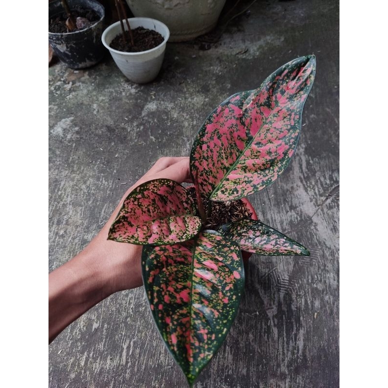 Jual Aglonema tanian lokal ruby wayang | Shopee Indonesia