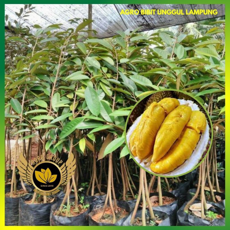 Jual Bibit Durian Musangking Kaki 3 Asli Tanaman Super Genjah Okulasi ...