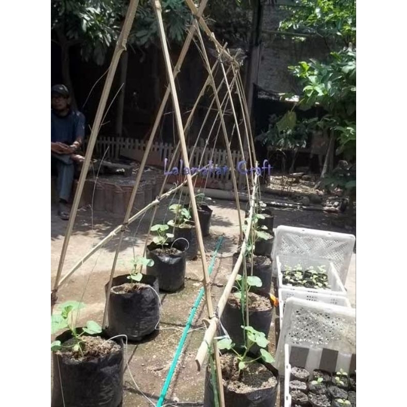 Jual Bambu Penyangga Tanaman Cm Bambu Ajir Tanaman Meter Bambu