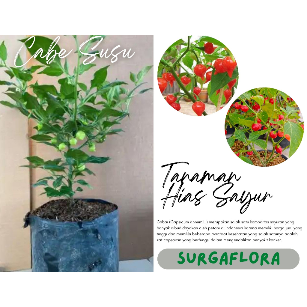 Jual Tanaman Cabai Susu/Nenen Sudah berbuah Siap konsumsi (Cabe Susu
