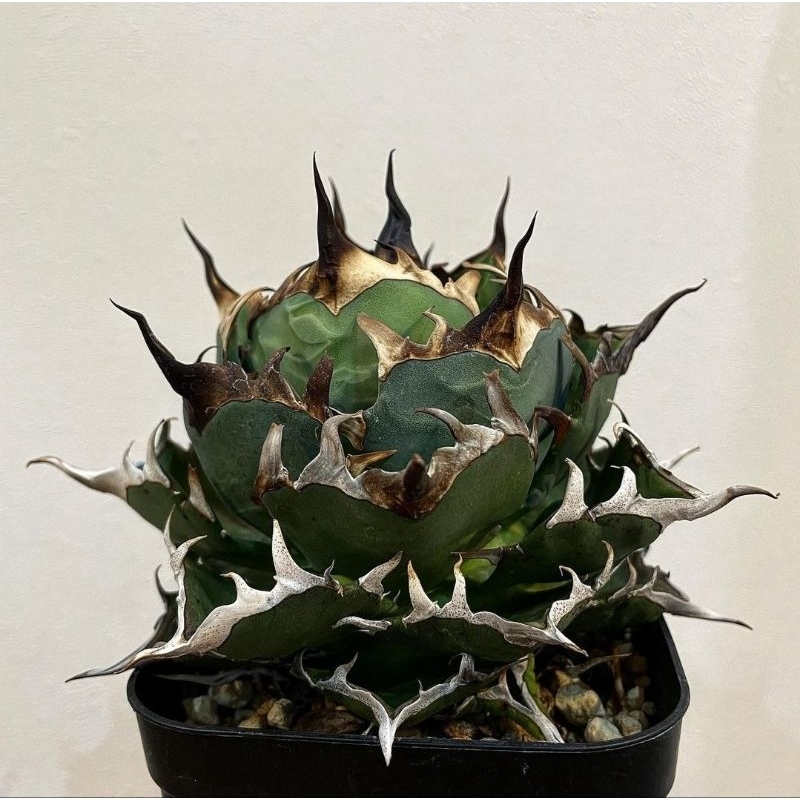 アガベ Agave titanota Hades 134 アガベ Agave titanota Hades 134 Agave Titanota