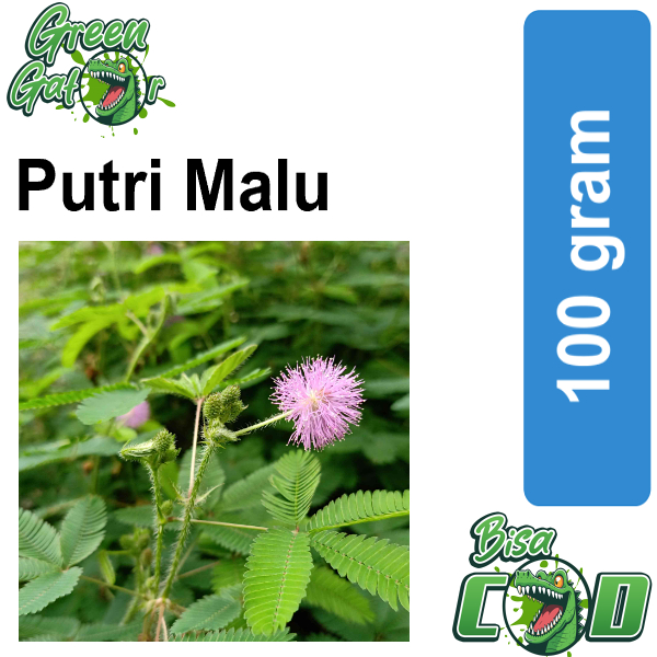 Jual Putri malu segar tanaman putri malu tanaman herbal 100gram panen